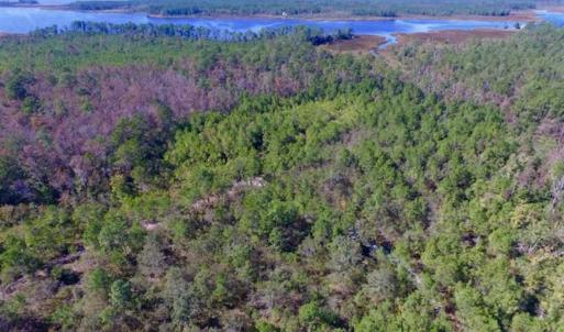 Photo of REDUCED!  442 Acres of Waterfront Hunting and Timber Land For Sale in Pamlico County NC!