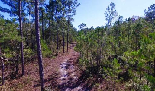 Photo of REDUCED!  442 Acres of Waterfront Hunting and Timber Land For Sale in Pamlico County NC!