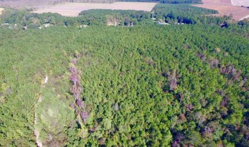 Photo of REDUCED!  442 Acres of Waterfront Hunting and Timber Land For Sale in Pamlico County NC!