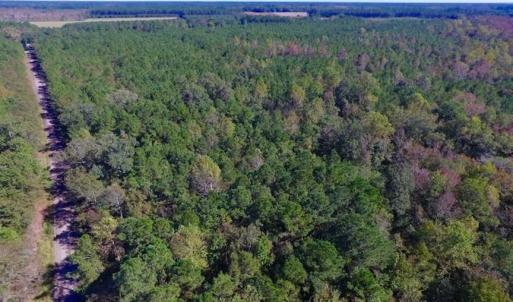 Photo of REDUCED!  442 Acres of Waterfront Hunting and Timber Land For Sale in Pamlico County NC!