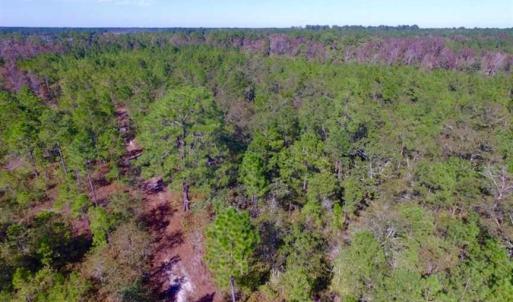 Photo of REDUCED!  442 Acres of Waterfront Hunting and Timber Land For Sale in Pamlico County NC!