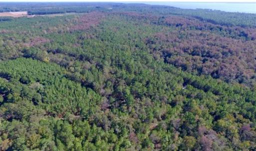 Photo of REDUCED!  442 Acres of Waterfront Hunting and Timber Land For Sale in Pamlico County NC!