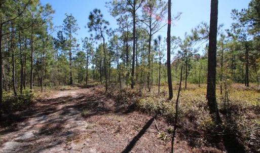 Photo of REDUCED!  442 Acres of Waterfront Hunting and Timber Land For Sale in Pamlico County NC!