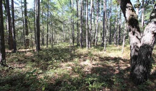 Photo of REDUCED!  442 Acres of Waterfront Hunting and Timber Land For Sale in Pamlico County NC!