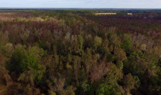 Photo of SOLD!  19.21 Acres of Hunting Land with Duck Impoundment For Sale in Hyde County NC!