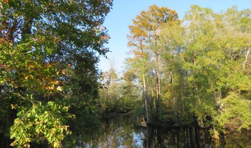 Photo of UNDER CONTRACT!  122 Acres of Duck Hunting Land For Sale in Robeson County NC!