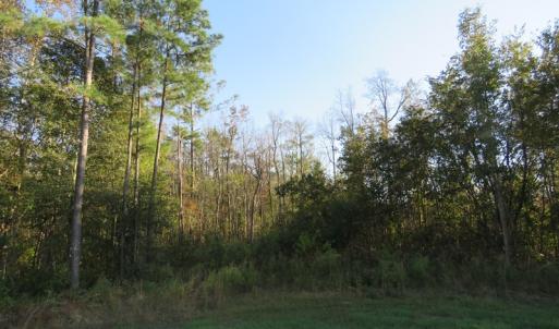 Photo of UNDER CONTRACT!  122 Acres of Duck Hunting Land For Sale in Robeson County NC!