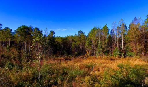 Photo of UNDER CONTRACT!  23 Acres Hunting and Residential Land For Sale in Beaufort County NC!