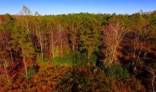 Photo of UNDER CONTRACT!  23 Acres Hunting and Residential Land For Sale in Beaufort County NC!