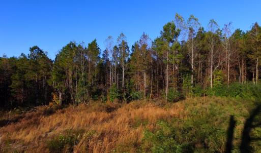 Photo of UNDER CONTRACT!  23 Acres Hunting and Residential Land For Sale in Beaufort County NC!