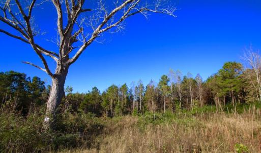 Photo of UNDER CONTRACT!  23 Acres Hunting and Residential Land For Sale in Beaufort County NC!