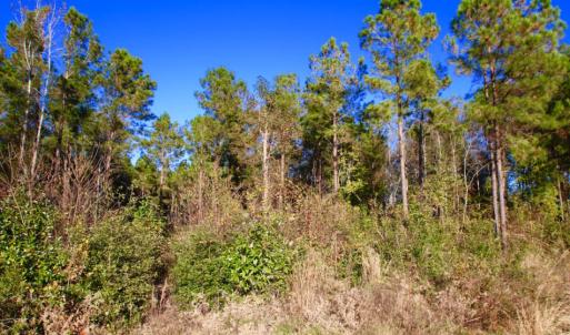Photo of UNDER CONTRACT!  23 Acres Hunting and Residential Land For Sale in Beaufort County NC!
