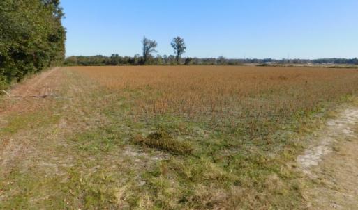 Photo of UNDER CONTRACT!  11.75 Acres of Recreational and Farm Land For Sale in Wilson County NC!