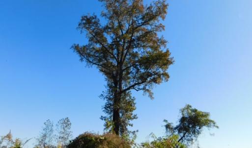 Photo of UNDER CONTRACT!  11.75 Acres of Recreational and Farm Land For Sale in Wilson County NC!