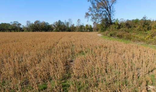Photo of UNDER CONTRACT!  11.75 Acres of Recreational and Farm Land For Sale in Wilson County NC!