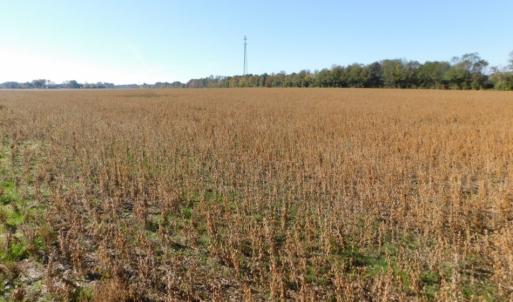 Photo of UNDER CONTRACT!  11.75 Acres of Recreational and Farm Land For Sale in Wilson County NC!