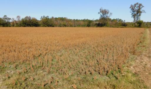 Photo of UNDER CONTRACT!  11.75 Acres of Recreational and Farm Land For Sale in Wilson County NC!