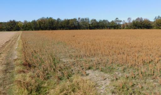 Photo of UNDER CONTRACT!  11.75 Acres of Recreational and Farm Land For Sale in Wilson County NC!