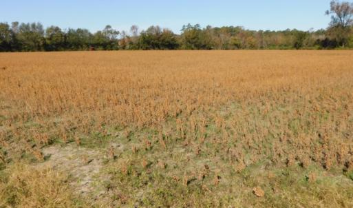 Photo of UNDER CONTRACT!  11.75 Acres of Recreational and Farm Land For Sale in Wilson County NC!