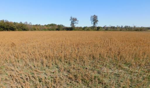 Photo of UNDER CONTRACT!  11.75 Acres of Recreational and Farm Land For Sale in Wilson County NC!
