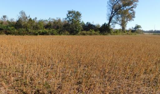 Photo of UNDER CONTRACT!  11.75 Acres of Recreational and Farm Land For Sale in Wilson County NC!