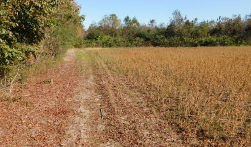 Photo of UNDER CONTRACT!  11.75 Acres of Recreational and Farm Land For Sale in Wilson County NC!