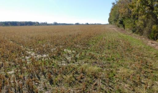 Photo of UNDER CONTRACT!  11.75 Acres of Recreational and Farm Land For Sale in Wilson County NC!