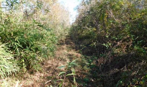 Photo of UNDER CONTRACT!  11.75 Acres of Recreational and Farm Land For Sale in Wilson County NC!
