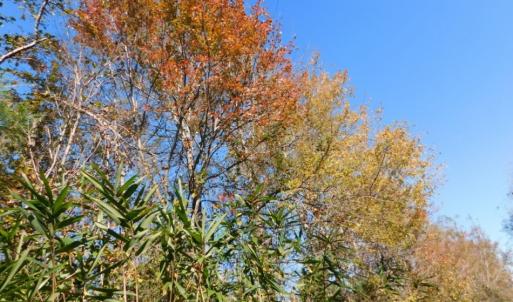 Photo of UNDER CONTRACT!  11.75 Acres of Recreational and Farm Land For Sale in Wilson County NC!