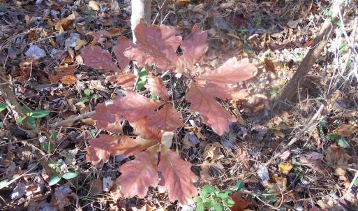 Photo of SOLD!  23.75 Acres of Residential Farm Land For Sale in Westmoreland County VA!