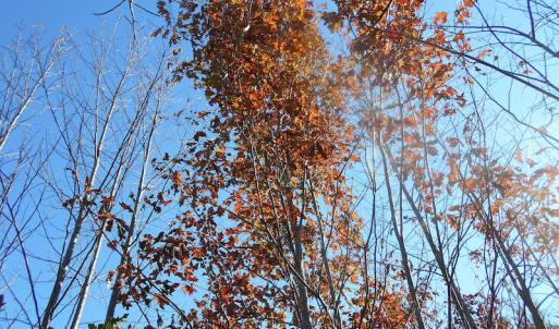 Photo of SOLD!  23.75 Acres of Residential Farm Land For Sale in Westmoreland County VA!