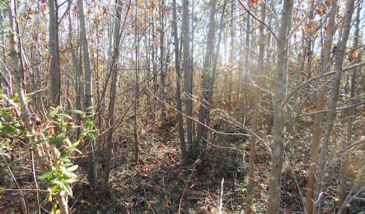 Photo of SOLD!  23.75 Acres of Residential Farm Land For Sale in Westmoreland County VA!