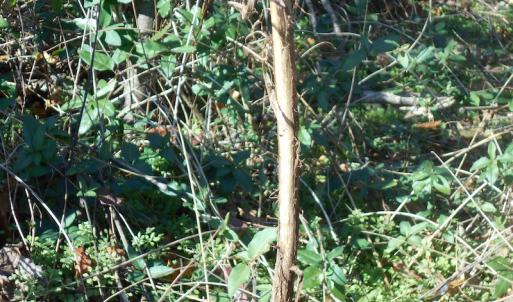 Photo of SOLD!  23.75 Acres of Residential Farm Land For Sale in Westmoreland County VA!