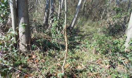 Photo of SOLD!  23.75 Acres of Residential Farm Land For Sale in Westmoreland County VA!