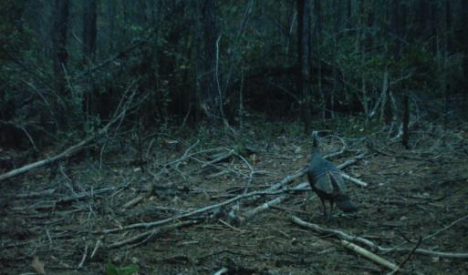 Photo of SOLD!  26 Acres of Timber Land For Sale in Jones County NC!