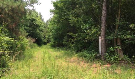 Photo of SOLD!  26 Acres of Timber Land For Sale in Jones County NC!