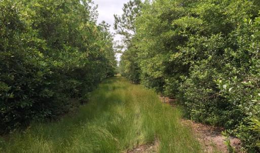 Photo of SOLD!  26 Acres of Timber Land For Sale in Jones County NC!