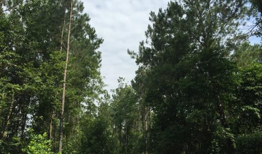 Photo of SOLD!  26 Acres of Timber Land For Sale in Jones County NC!