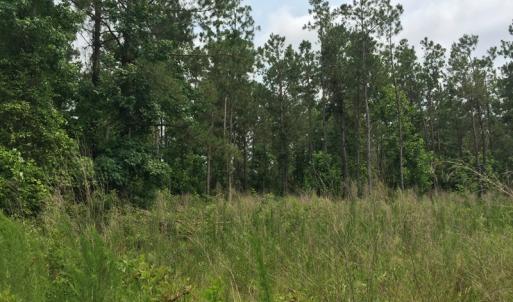 Photo of SOLD!  26 Acres of Timber Land For Sale in Jones County NC!