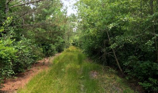Photo of SOLD!  26 Acres of Timber Land For Sale in Jones County NC!