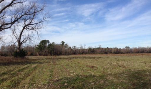Photo of SOLD!  31 acres of Farm and Timber Land in Chowan County NC!