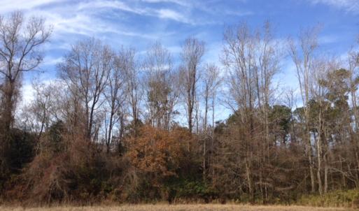 Photo of SOLD!  31 acres of Farm and Timber Land in Chowan County NC!