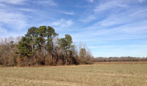 Photo of SOLD!  31 acres of Farm and Timber Land in Chowan County NC!