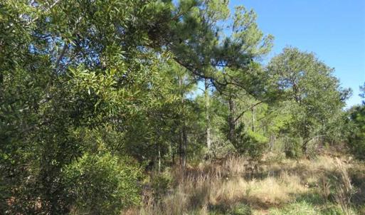 Photo of REDUCED!  41 Acres of River Front Hunting Land For Sale in Carteret County NC!
