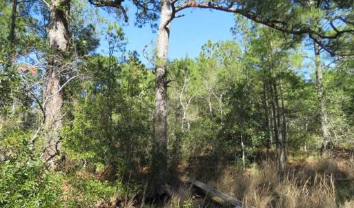 Photo of REDUCED!  41 Acres of River Front Hunting Land For Sale in Carteret County NC!