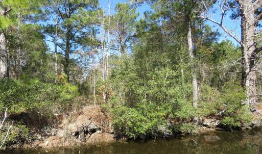 Photo of REDUCED!  41 Acres of River Front Hunting Land For Sale in Carteret County NC!
