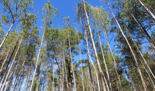 Photo of UNDER CONTRACT!  12 Acres of Timber and Residential Land For Sale in Bladen County NC!