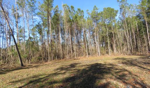 Photo of UNDER CONTRACT!  12 Acres of Timber and Residential Land For Sale in Bladen County NC!