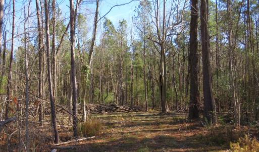 Photo of UNDER CONTRACT!  12 Acres of Timber and Residential Land For Sale in Bladen County NC!