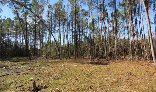 Photo of UNDER CONTRACT!  12 Acres of Timber and Residential Land For Sale in Bladen County NC!